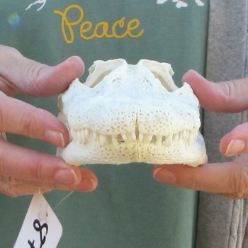 B-Grade Real Florida Alligator Skull, 8-1/2 inches