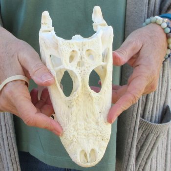 B-Grade Real Florida Alligator Skull, 8-1/2 inches