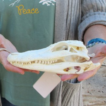 B-Grade Real Florida Alligator Skull, 8-1/2 inches