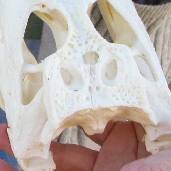 B-Grade Real Florida Alligator Skull, 8-1/2 inches