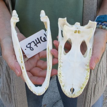 B-Grade Real Florida Alligator Skull, 8-1/2 inches