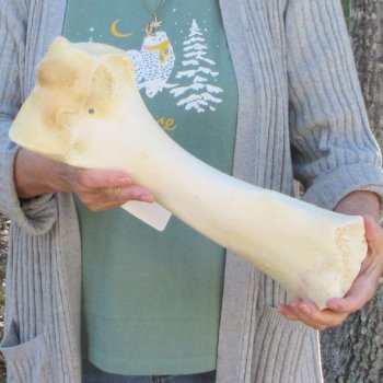 B-Grade 16" Giraffe Humerus Leg Bone 