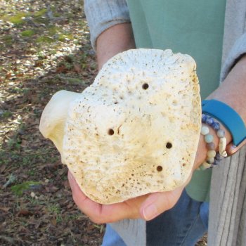 B-Grade 16" Giraffe Humerus Leg Bone 