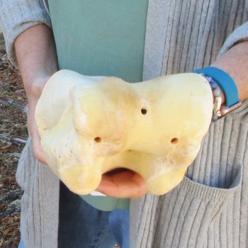 B-Grade 16" Giraffe Humerus Leg Bone 