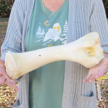 B-Grade 16" Giraffe Humerus Leg Bone 