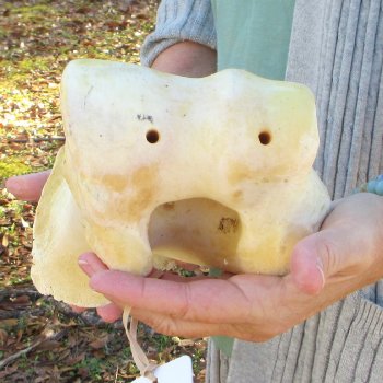 B-Grade 16" Giraffe Humerus Leg Bone 