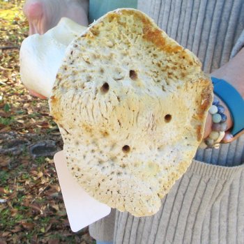 B-Grade 16" Giraffe Humerus Leg Bone 