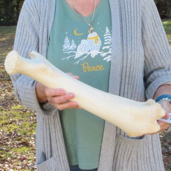 B-Grade 17" Giraffe Humerus Leg Bone 