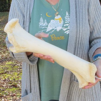 B-Grade 17" Giraffe Humerus Leg Bone 