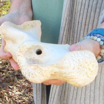 B-Grade 17" Giraffe Humerus Leg Bone 