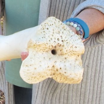B-Grade 17" Giraffe Humerus Leg Bone 