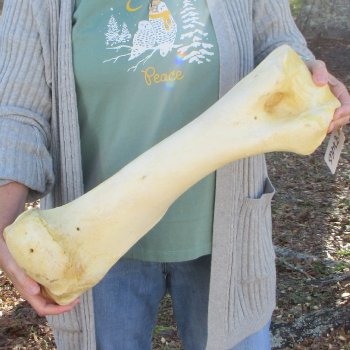 22" Giraffe Humerus Leg Bone 