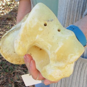 22" Giraffe Humerus Leg Bone 