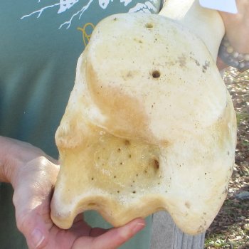 22" Giraffe Humerus Leg Bone 