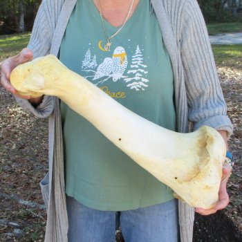 22" Giraffe Humerus Leg Bone 