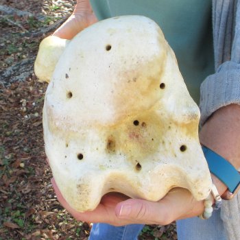 22" Giraffe Humerus Leg Bone 