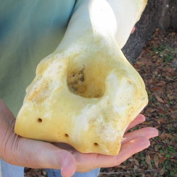 22" Giraffe Humerus Leg Bone 