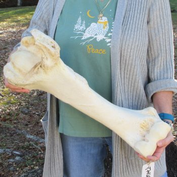22" Giraffe Humerus Leg Bone 