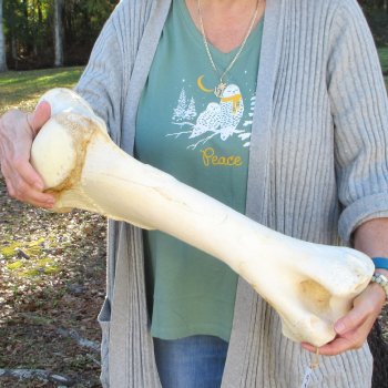 22" Giraffe Humerus Leg Bone 