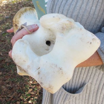 22" Giraffe Humerus Leg Bone 