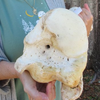 22" Giraffe Humerus Leg Bone 