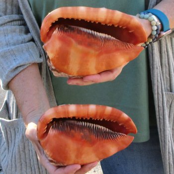 Two Cameo Bullmouth Sea Shells 6 inches long 