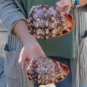 Two Cameo Bullmouth Sea Shells 6 inches long 