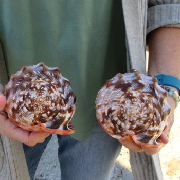 Two Cameo Bullmouth Sea Shells 6 inches long 