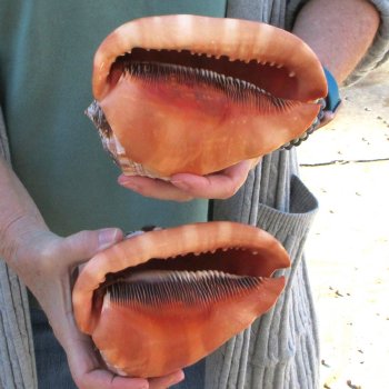 Two Cameo Bullmouth Sea Shells 6 inches long 