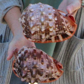 Two Cameo Bullmouth Sea Shells 6 inches long 