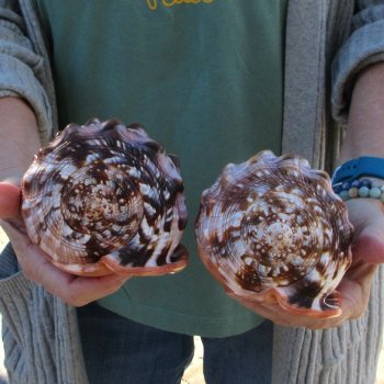Two Cameo Bullmouth Sea Shells 6 inches long 