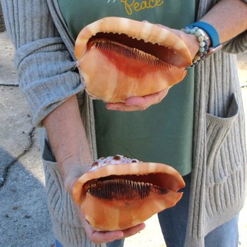 Two Cameo Bullmouth Sea Shells 6 inches long 