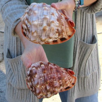 Two Cameo Bullmouth Sea Shells 6 inches long 