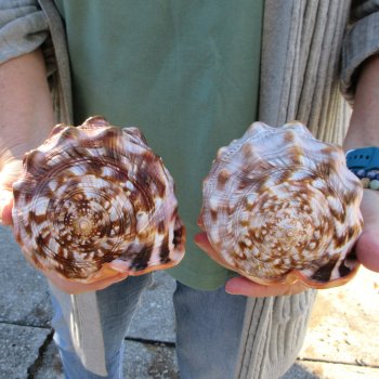 Two Cameo Bullmouth Sea Shells 6 inches long 
