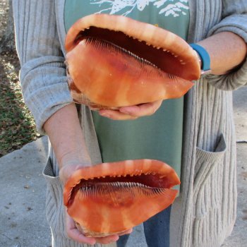 Two Cameo Bullmouth Sea Shells 6 inches long 