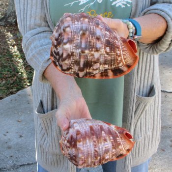 Two Cameo Bullmouth Sea Shells 6 inches long 