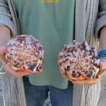 Two Cameo Bullmouth Sea Shells 6 inches long 
