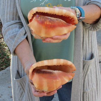 Two Cameo Bullmouth Sea Shells 6 inches long 