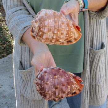 Two Cameo Bullmouth Sea Shells 6 inches long 