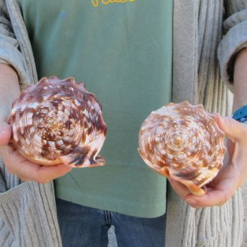Two Cameo Bullmouth Sea Shells 6 inches long 
