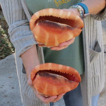 Two Cameo Bullmouth Sea Shells 6 inches long 