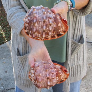 Two Cameo Bullmouth Sea Shells 6 inches long 