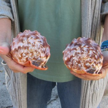 Two Cameo Bullmouth Sea Shells 6 inches long 