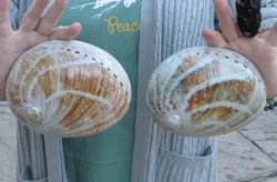 Two Polished Australian Greenlip Abalone shells 6 and 6-1/2 inch