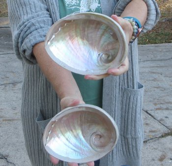 Two Polished Australian Greenlip Abalone shells 6"