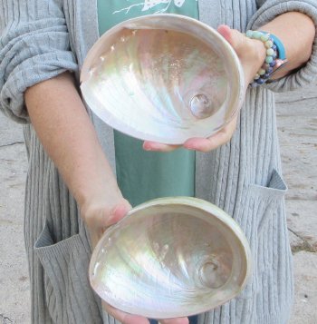 Two Polished Australian Greenlip Abalone shells 6 and 6-1/2"