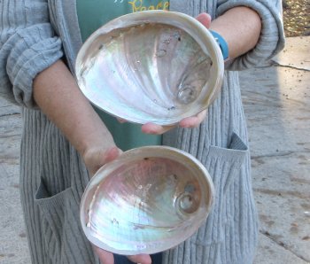 Two Polished Australian Greenlip Abalone shells 6-1/2"