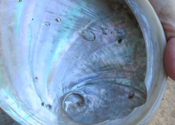 Two Polished Australian Greenlip Abalone shells 6-1/2"