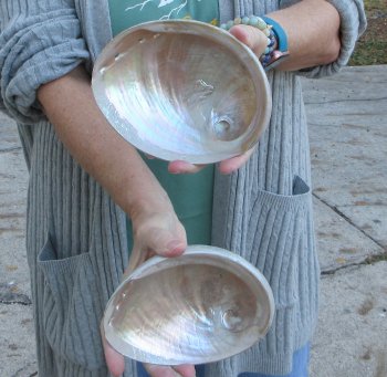 Two Polished Australian Greenlip Abalone shells 6"