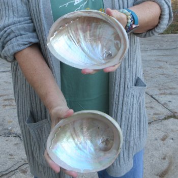 Two Polished Australian Greenlip Abalone shells 6"